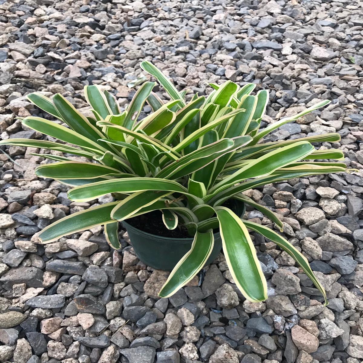 6" Neoregelia Donger, XL