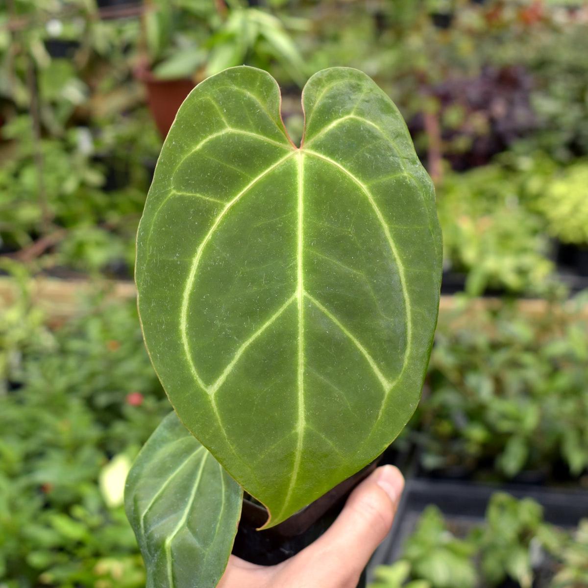 Anthurium 'Doc Block F2' x crystallinum