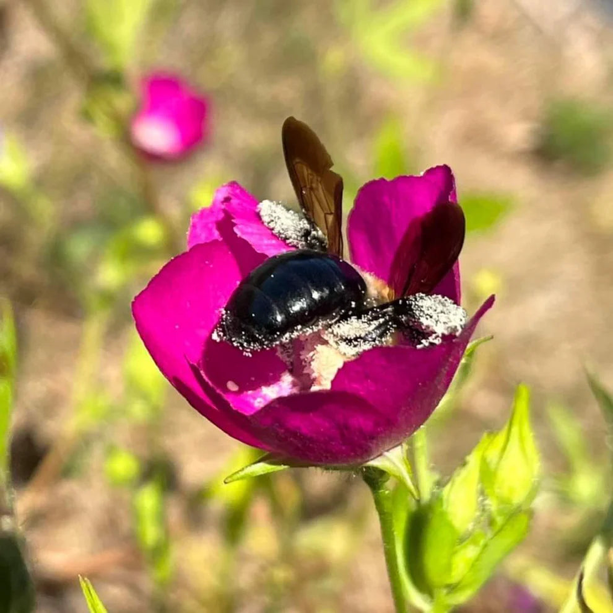 Bushs Poppy Mallow (Callirhoe bushii)