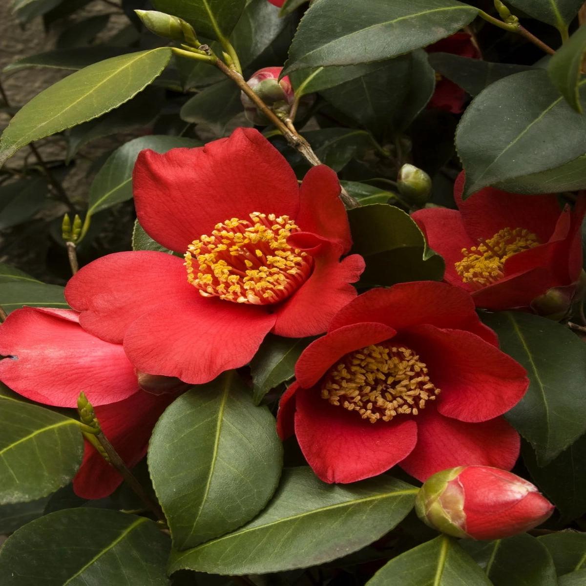 Camellia japonica 'Spring's Promise' S5G