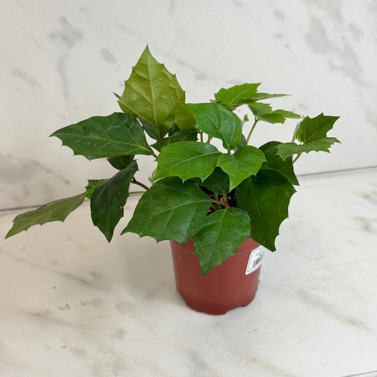 Cissus Grape Leaf Ivy, 4" Plant