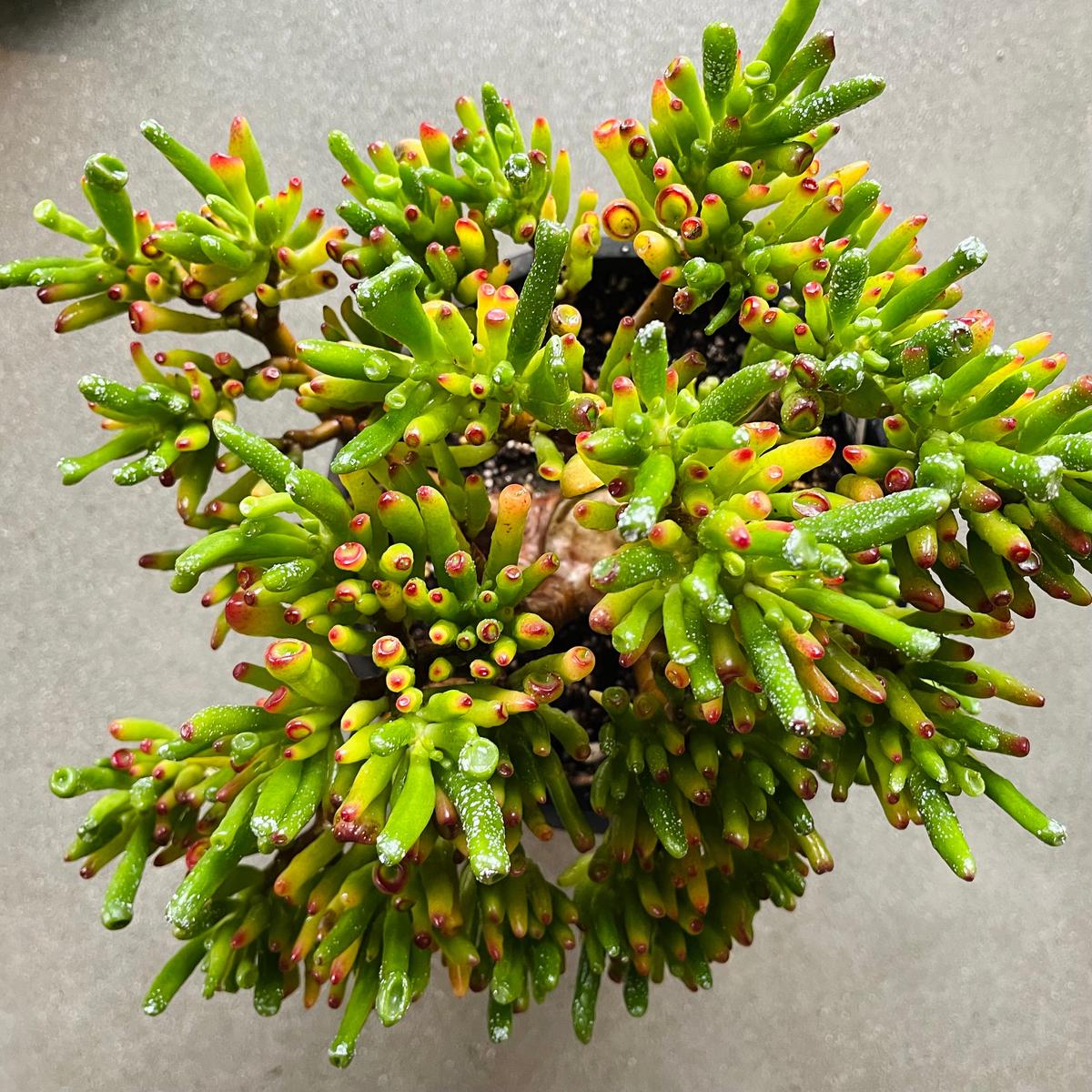 Crassula Ovata Gollum Variegata