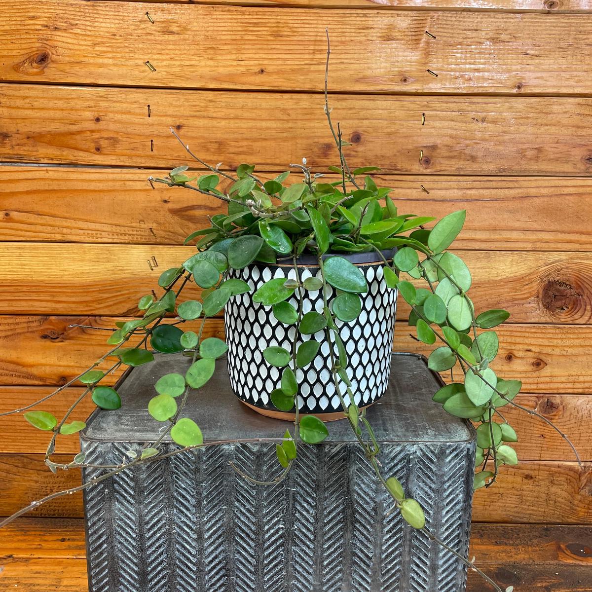 Hoya CV Chouke, 6" Plant