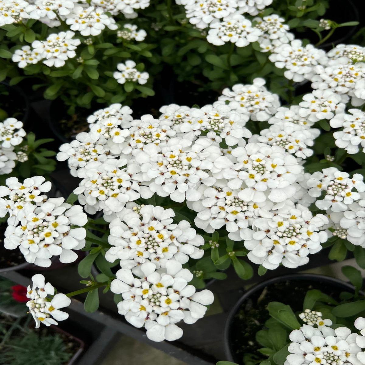 Iberis 'Masterpiece' Candytuft 1G