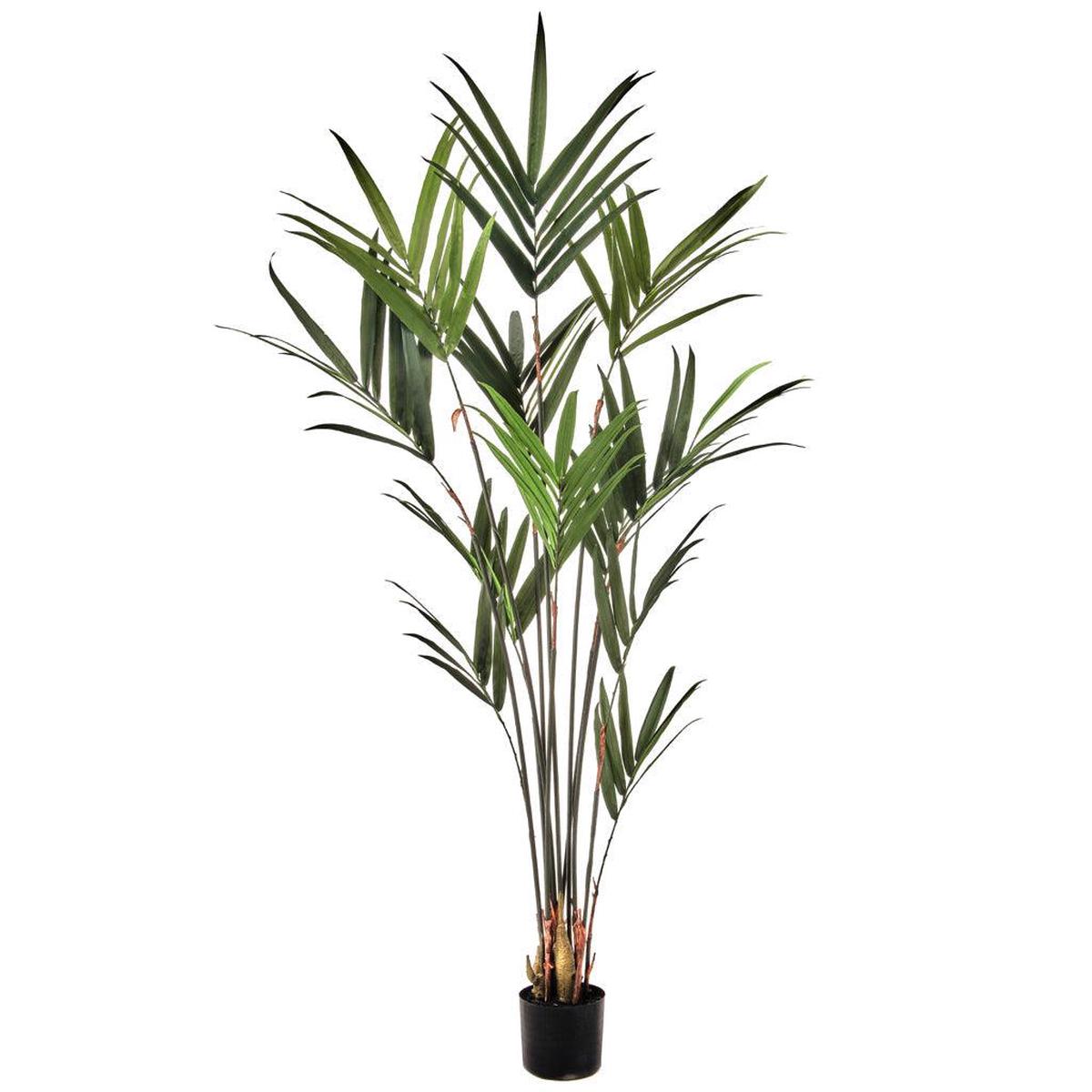 Kentia Palm Everlasting 6'