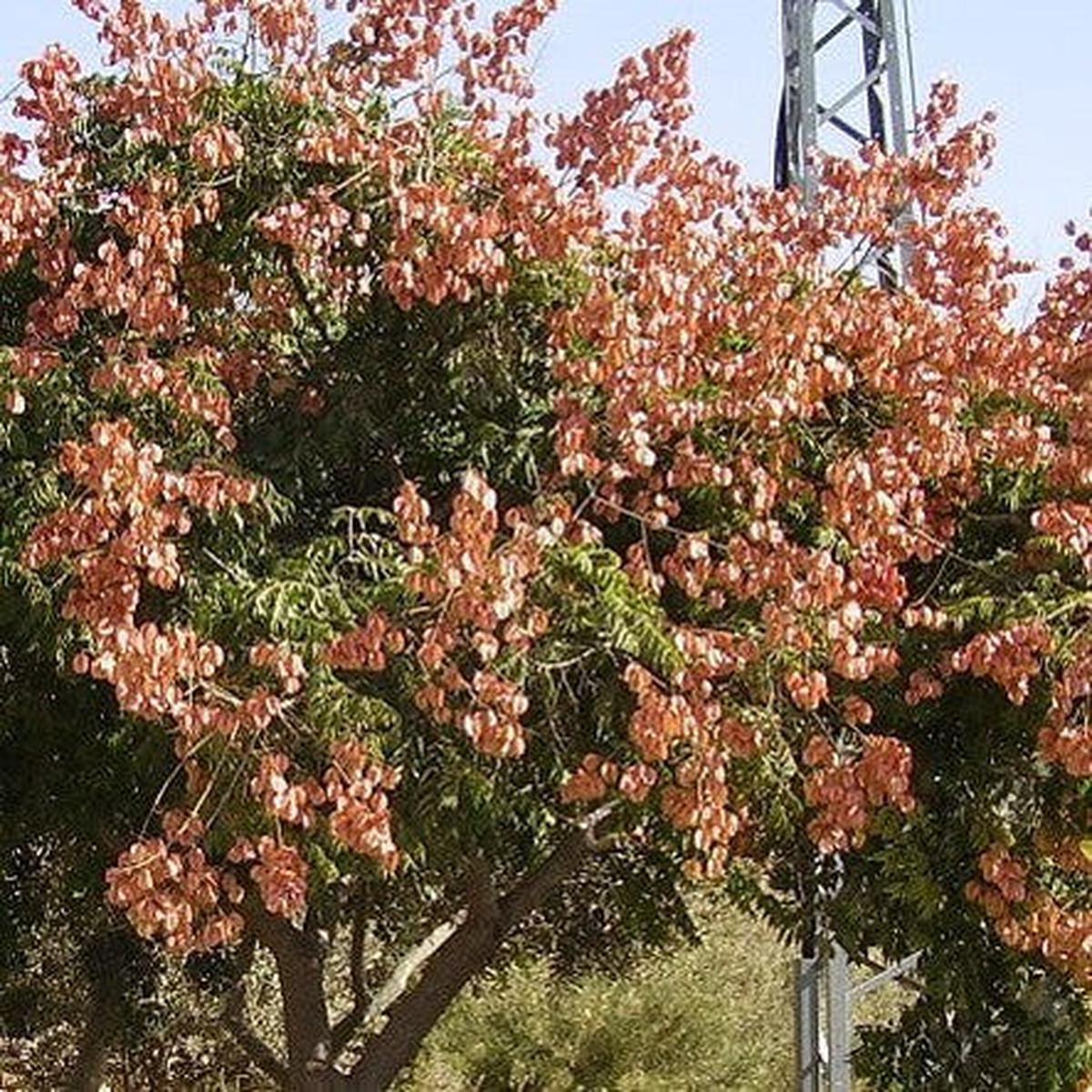 Koelreuteria bipinnata