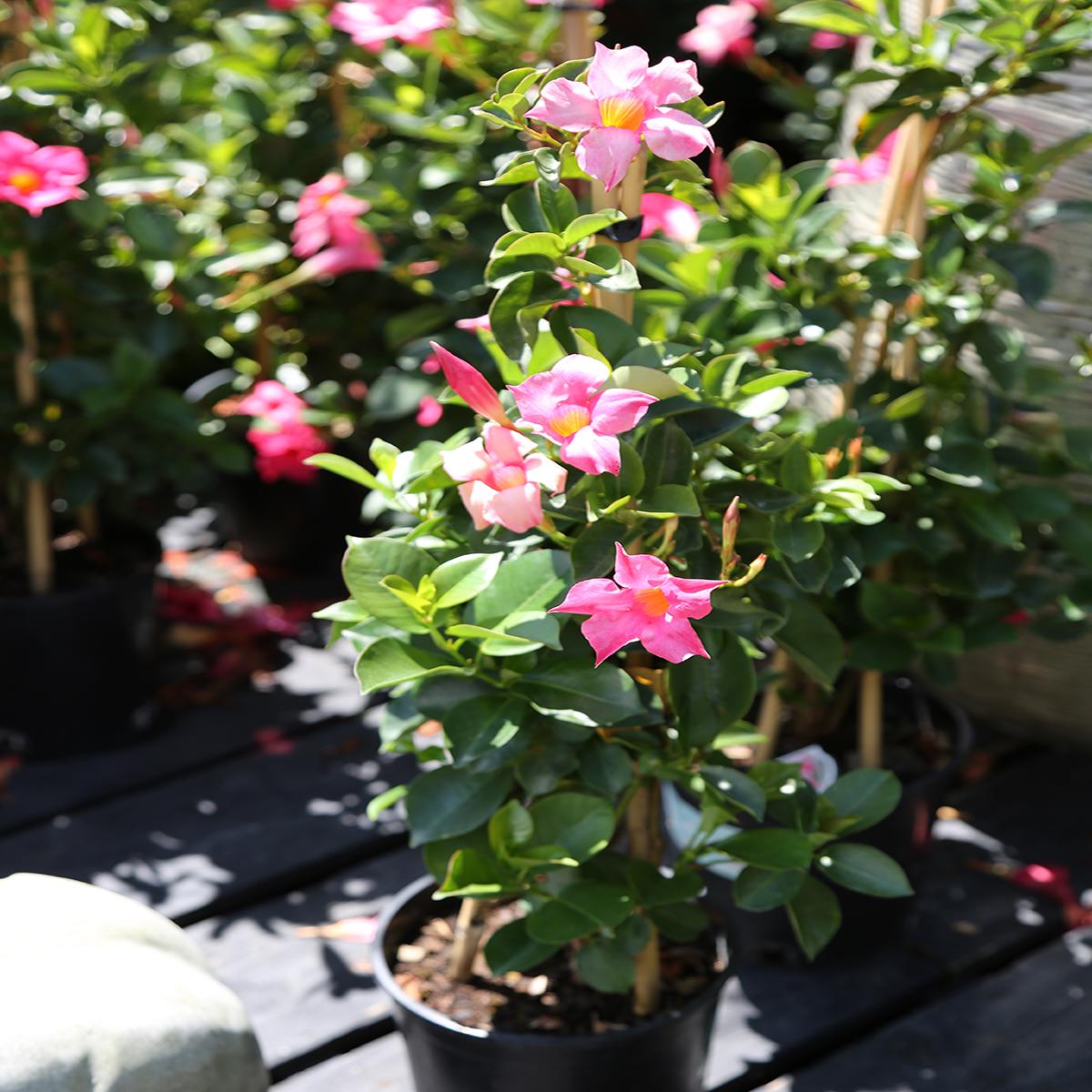 Mandevilla Sun Parasol Pink 1G