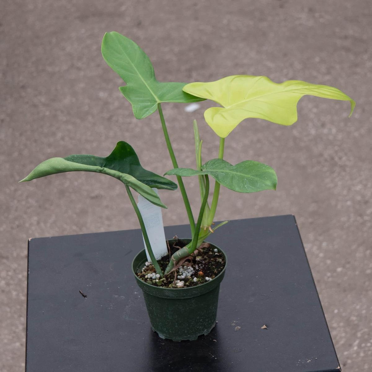 Philodendron bipennifolium aurea
