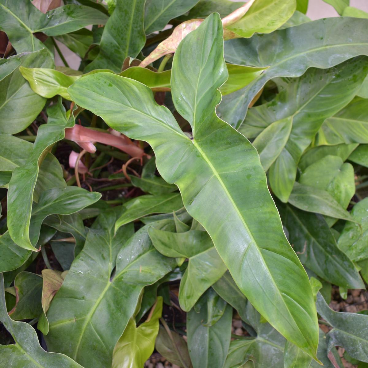 Philodendron mexicanum - 5.5" Pot