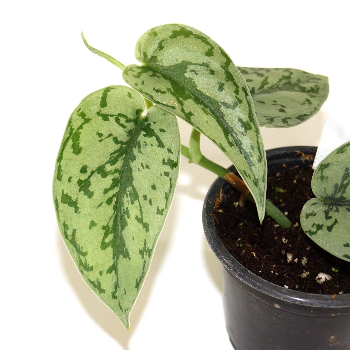Scindapsus pictus 'Silver Lady'