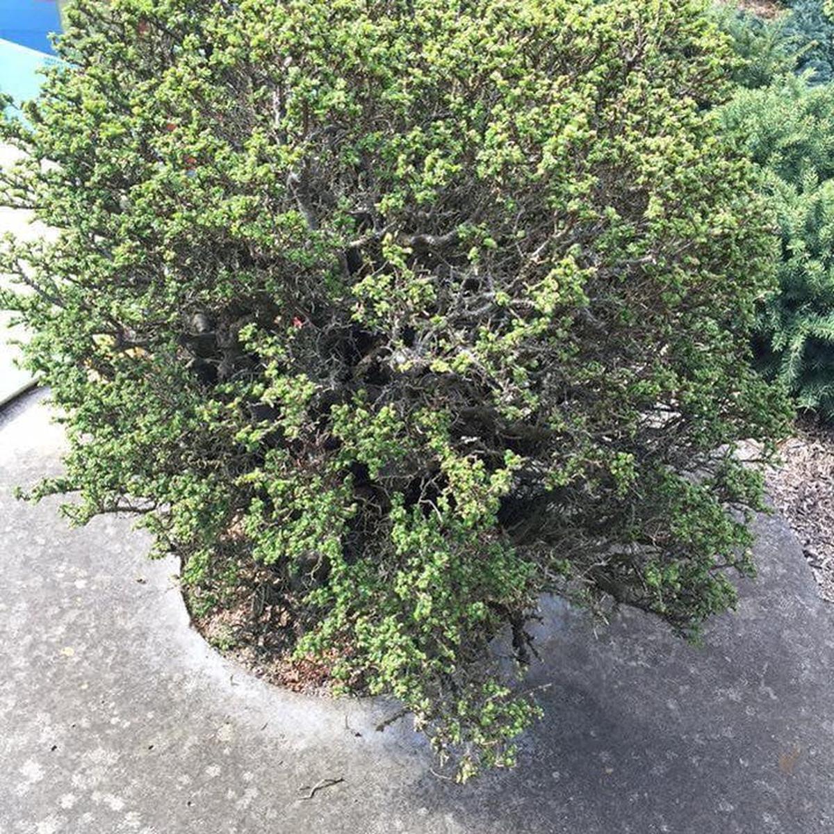 Ulmus davidiana Nire Keyaki (syn parvifolia)