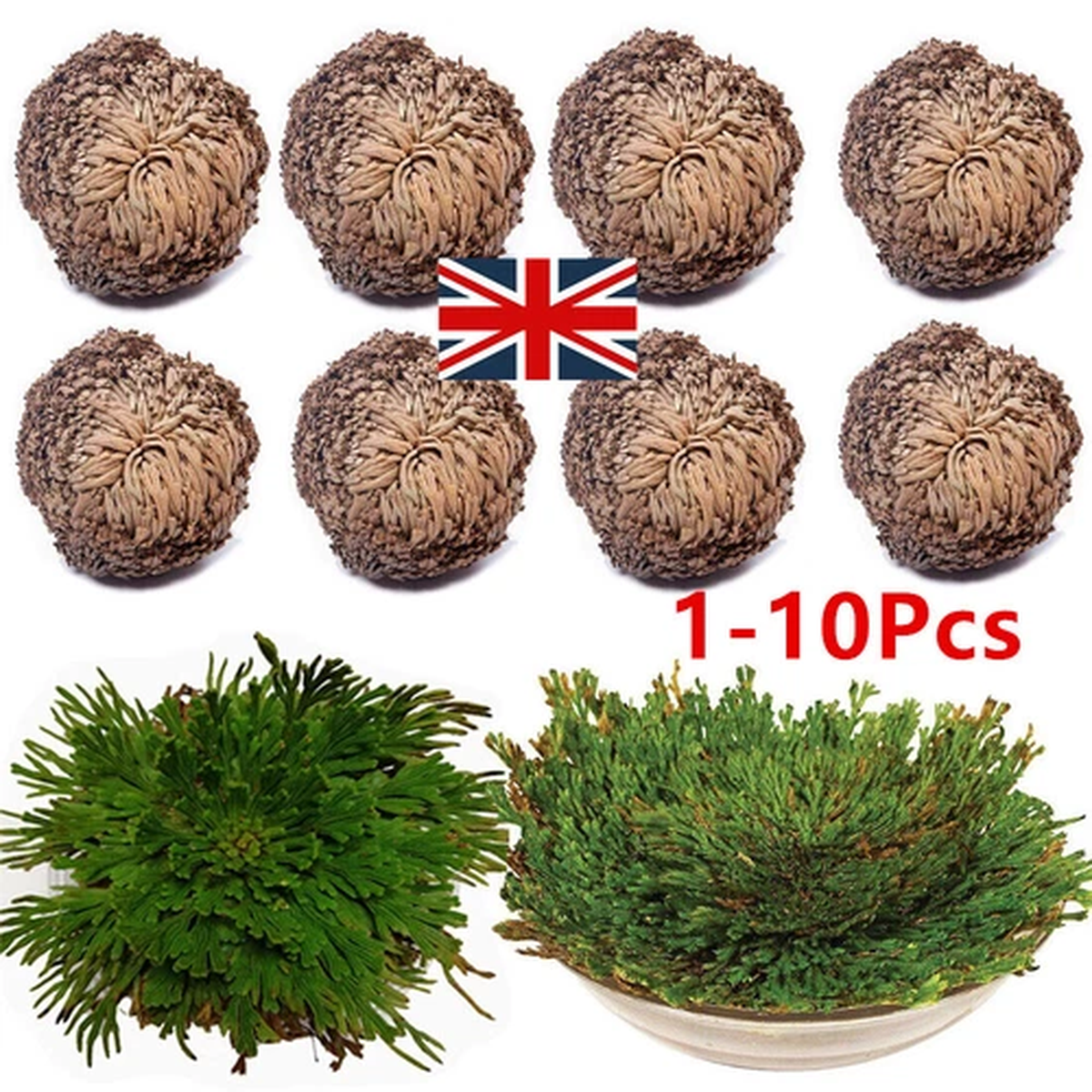 1-10Pcs Rose of Jericho Plant Spike Moss Air Fern - Resurrection Grass Plant UK