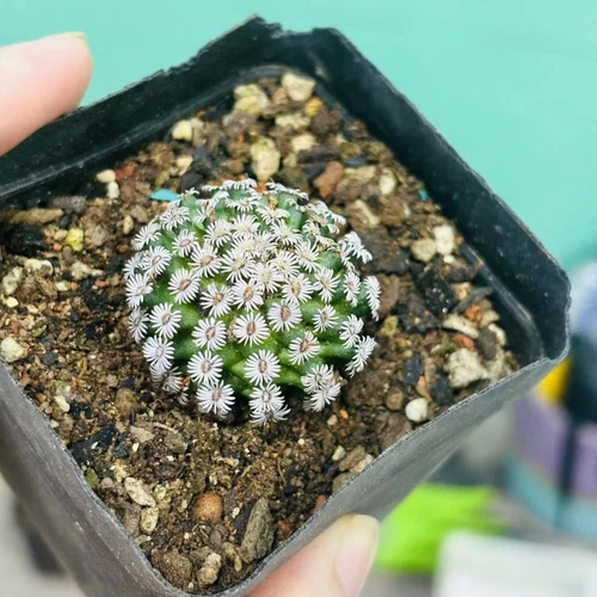 1/2/3pc 3cm Rare Mammillaria hernandezii Own Root SeedingGrowth Boutique