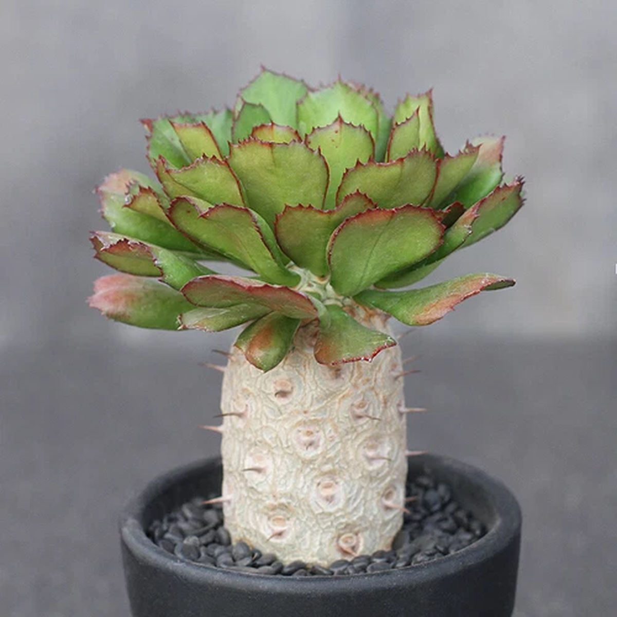 15CM Succulent Cactus Plant Euphorbia Unispina Cactaceae Home Garden Cactus
