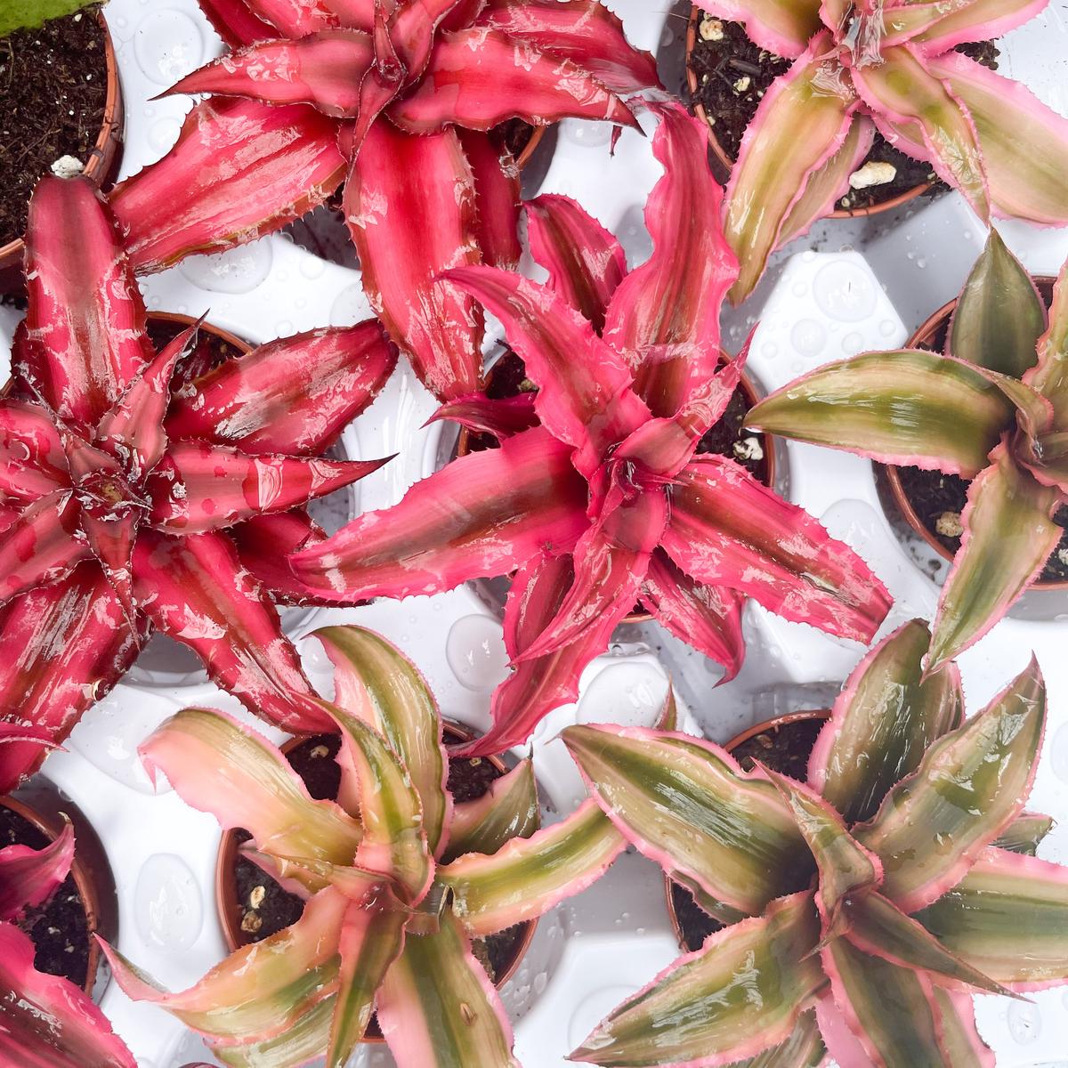 2 Cryptanthus