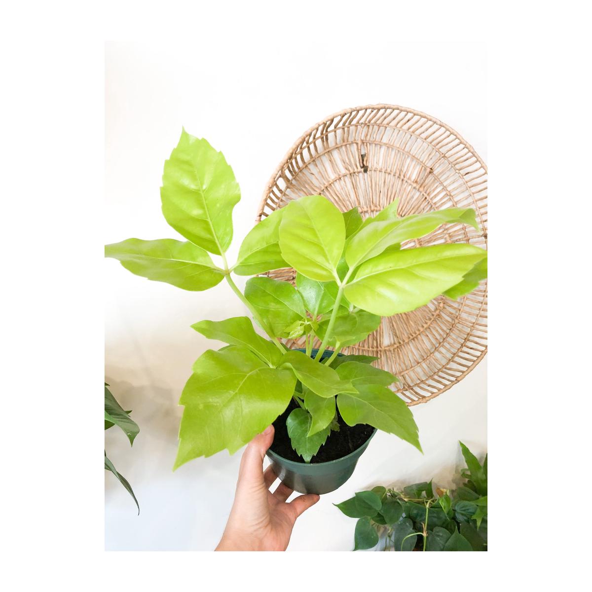 6 Schefflera Amate Soliel