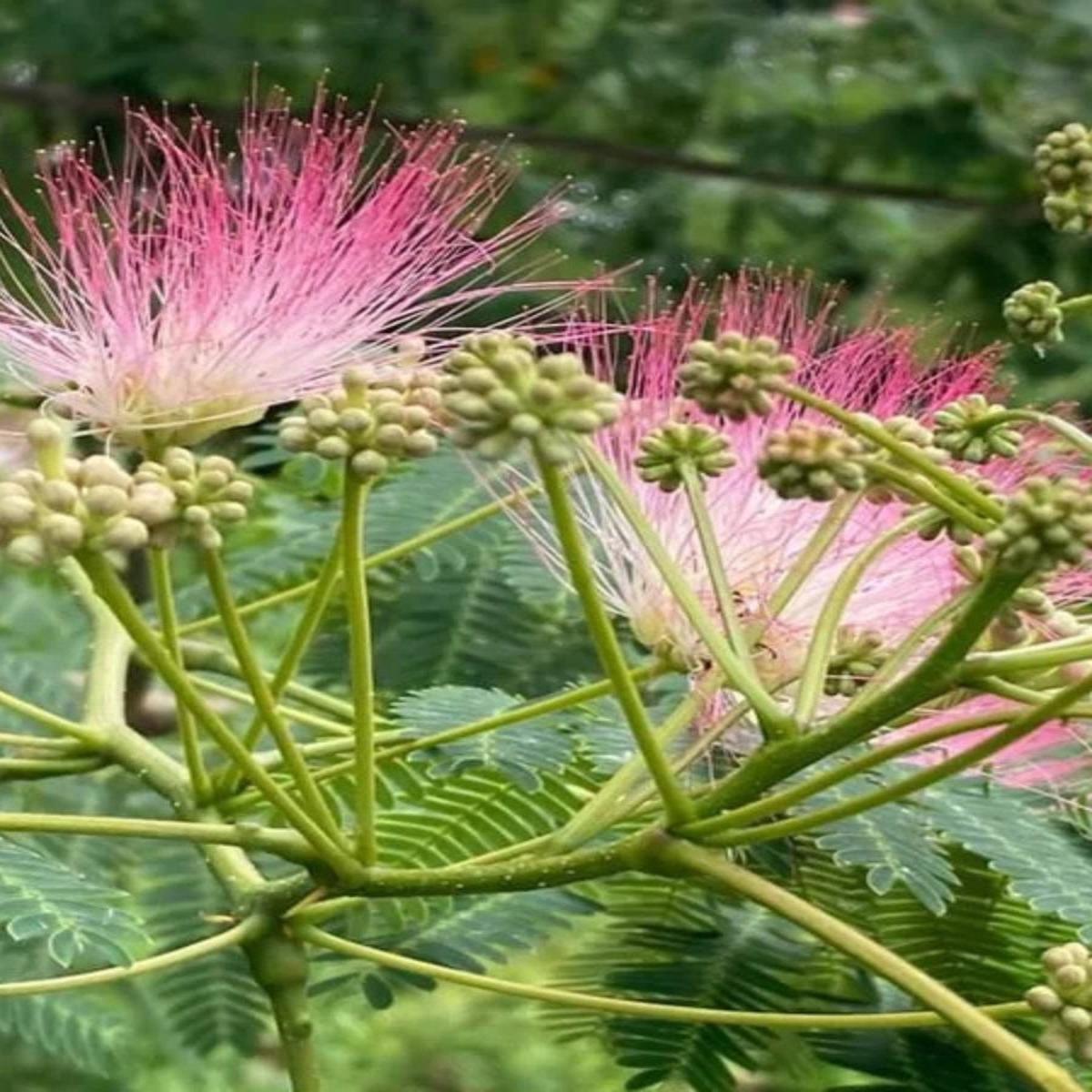 Albizia julibrissin Mimosa 15G