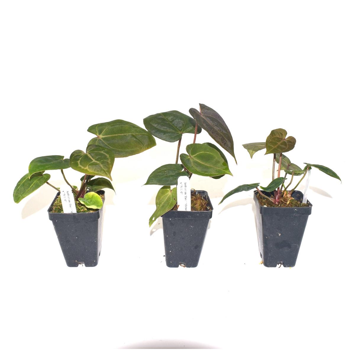 Anthurium 'Zara'/Michelle' x 'Not The Mama'