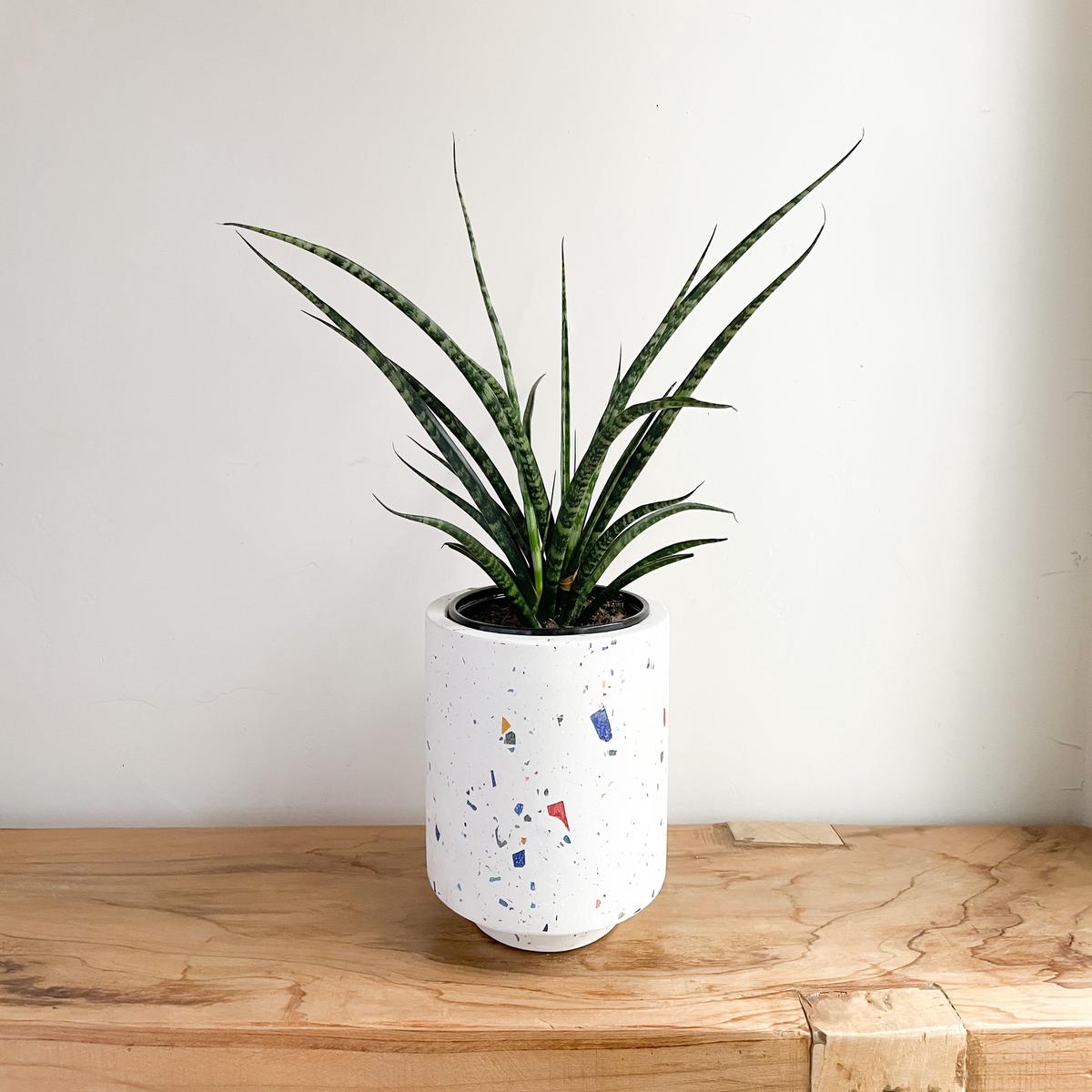Blue Terrazzo Pot