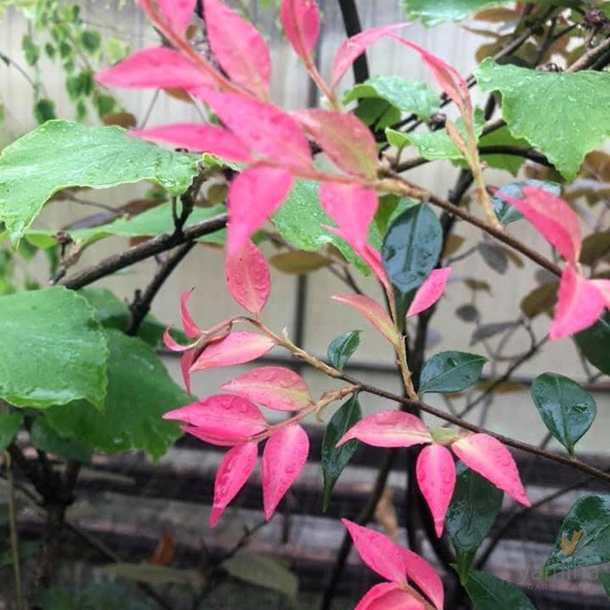 Camellia costei