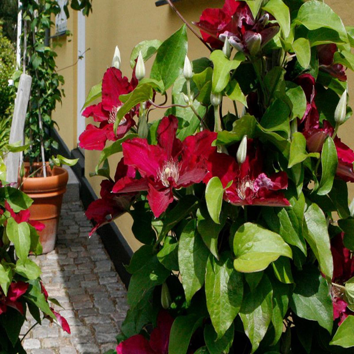 Clematis Jie (Clematis 'Jie') - 1 gallon
