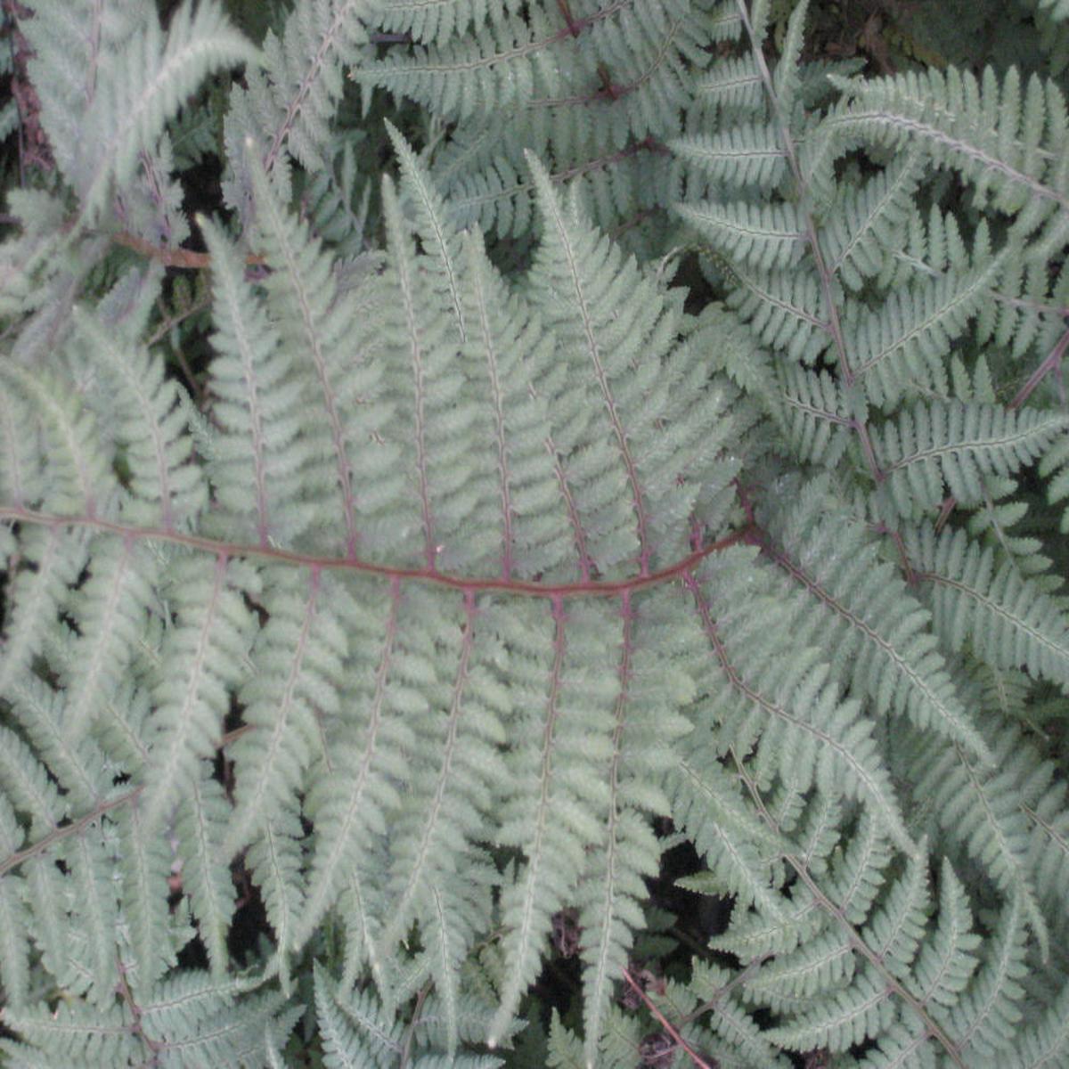 Ghost Fern (Athyrium x 'Ghost') - 1 gallon