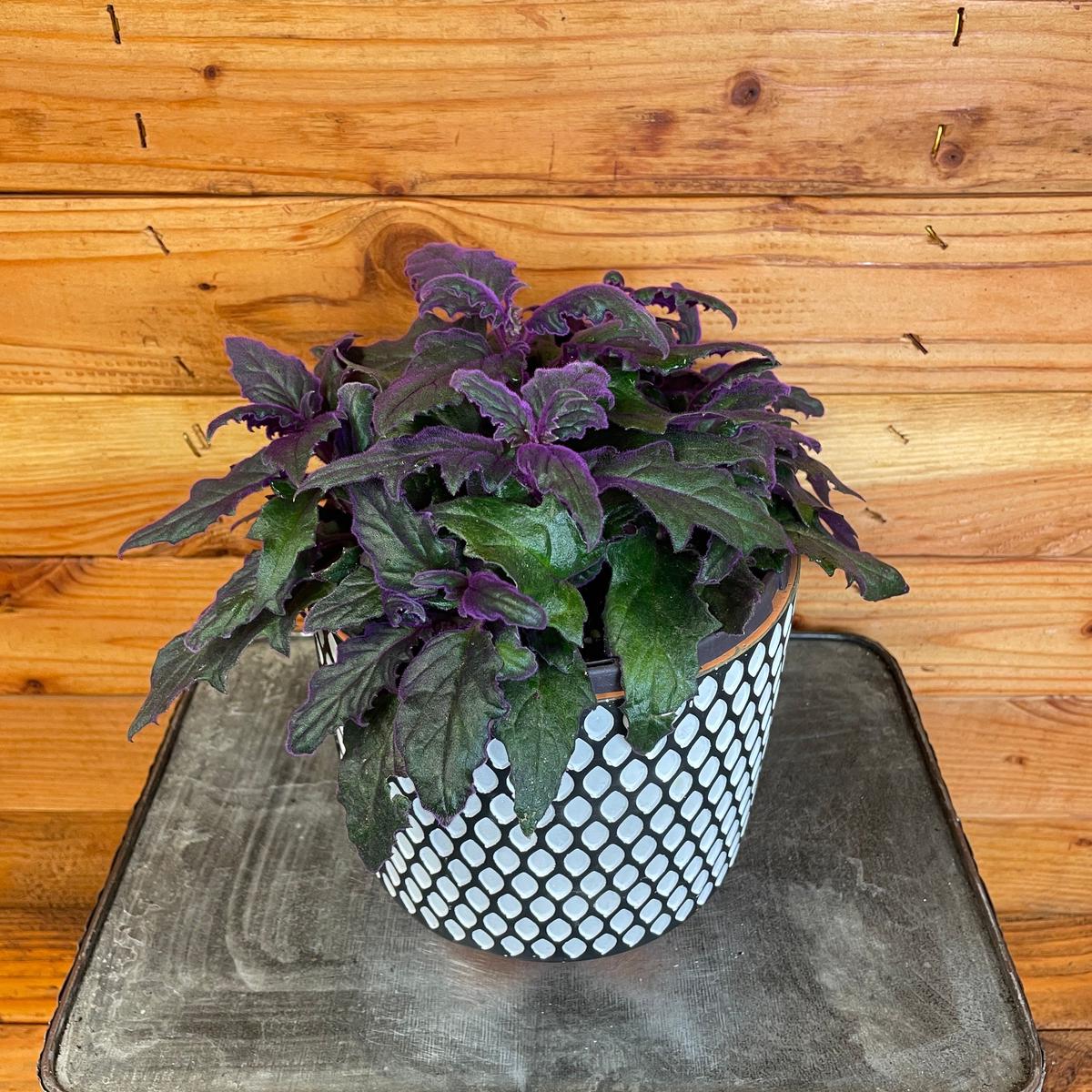 Gynura Aurantiaca Purple Velvet, 6" Plant