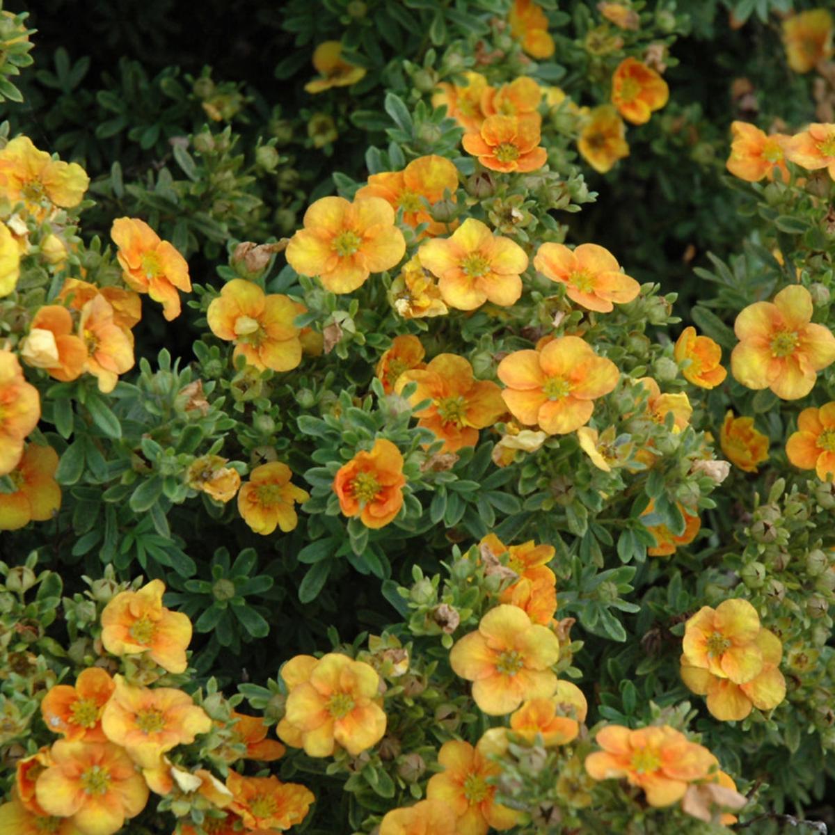 Mango Tango Bush Potentilla