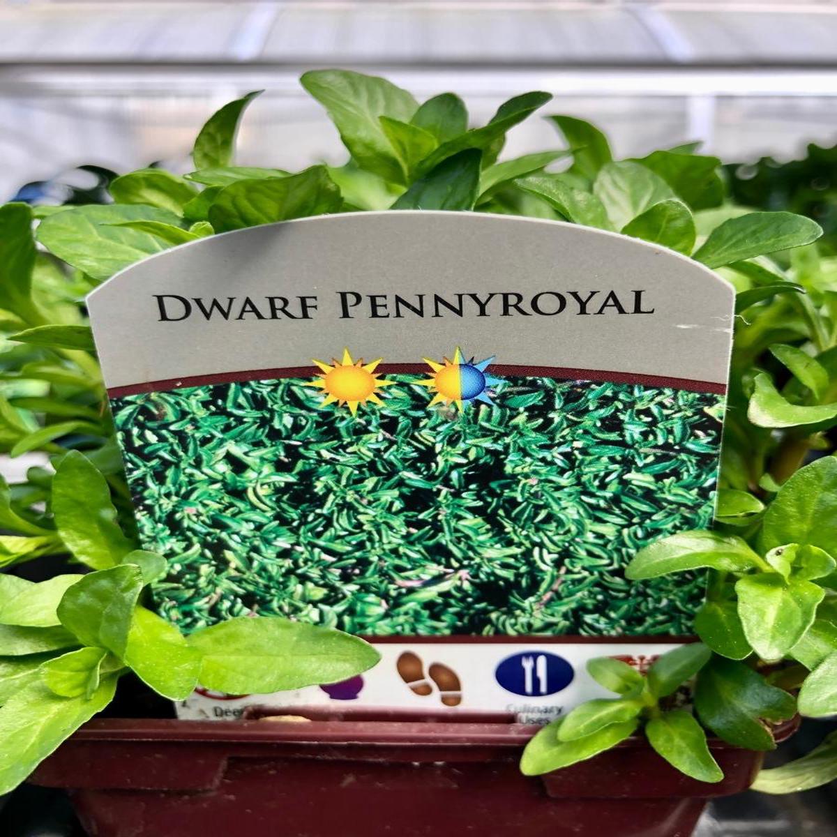Pennyroyal Dwarf 4"
