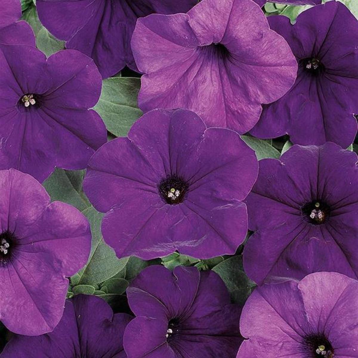 Petunia Easy Wave Blue 4"