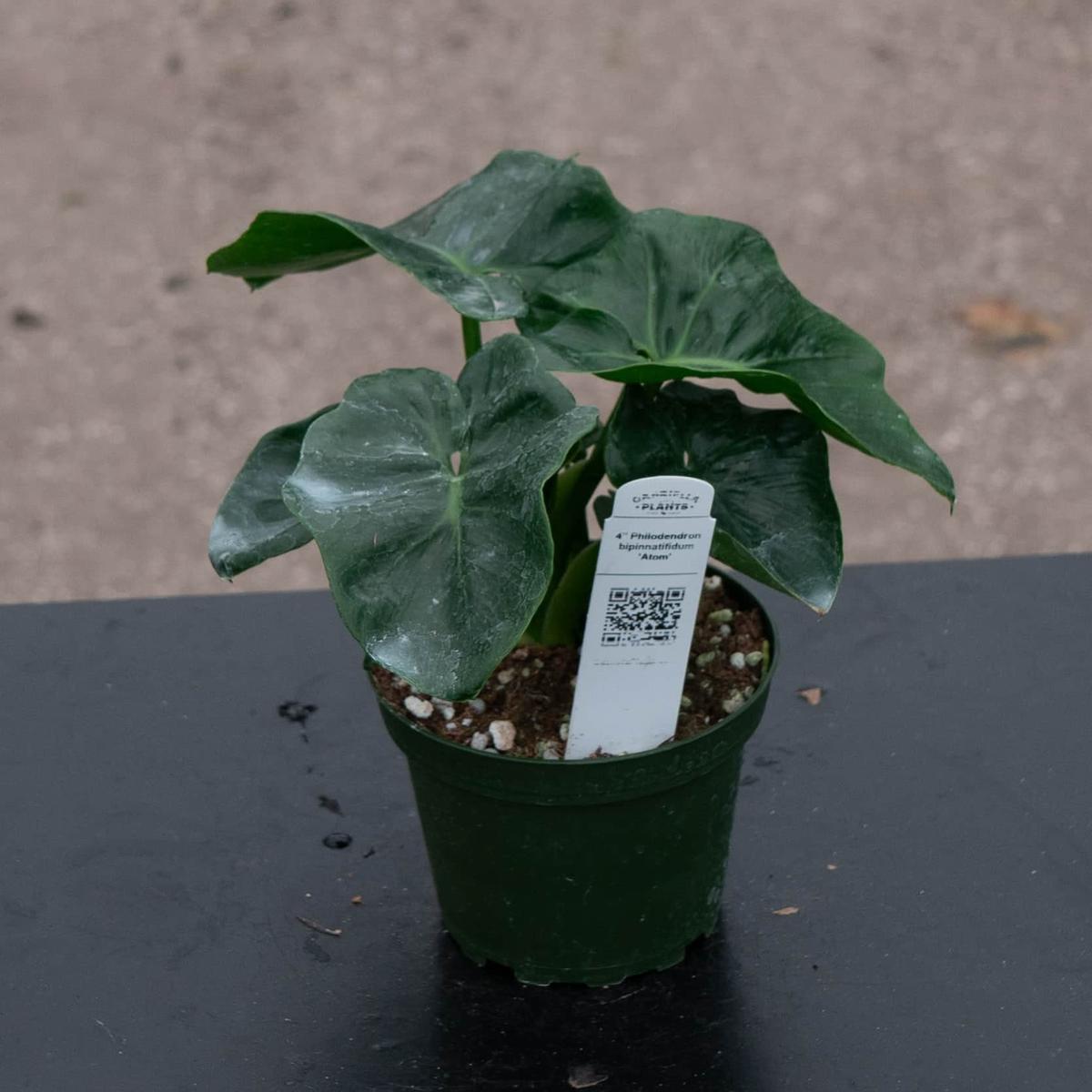 Philodendron bipinnatifidum 'Atom'