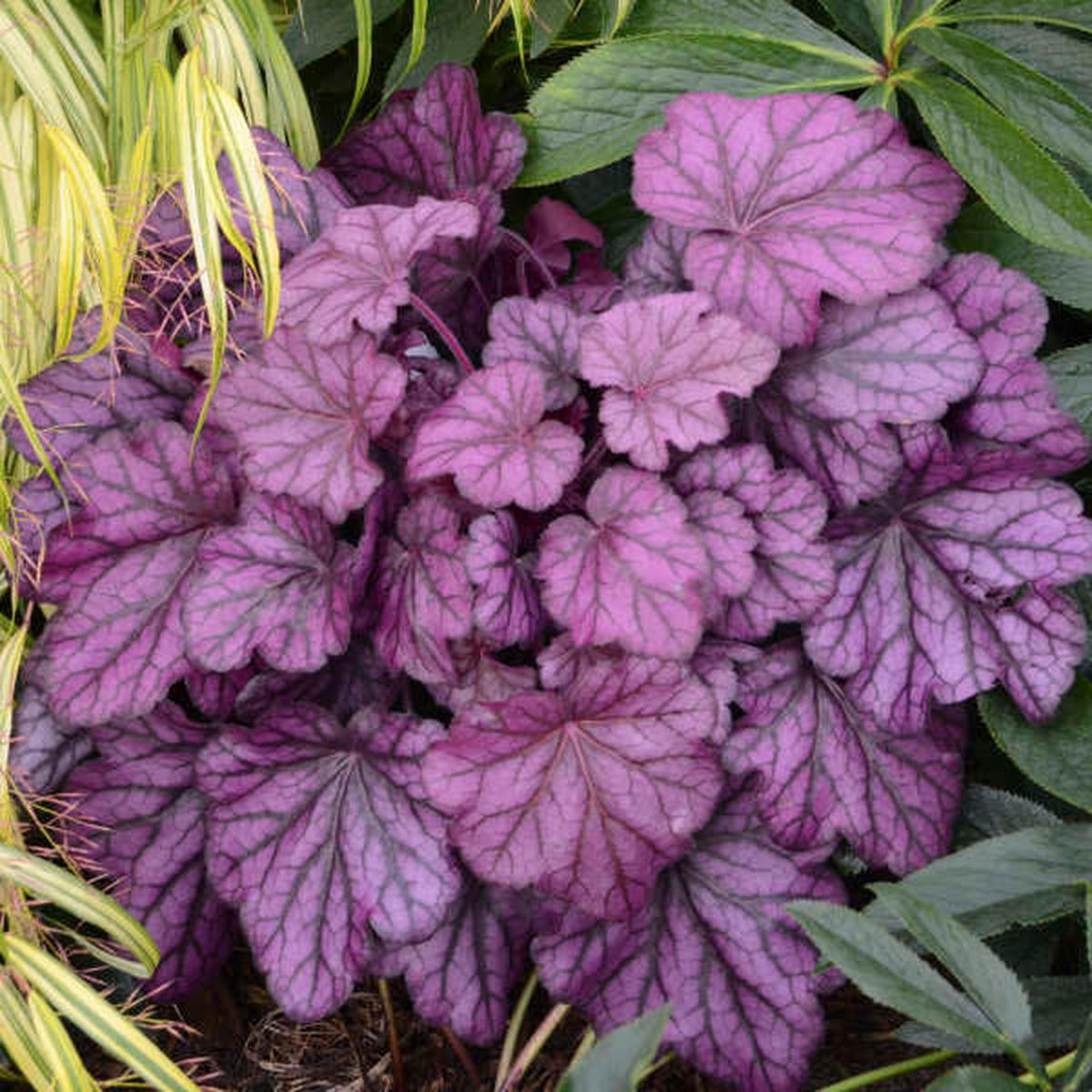 Primo 'Wild Rose' Coral Bells (Heuchera wild 'Rose') - 1 gallon
