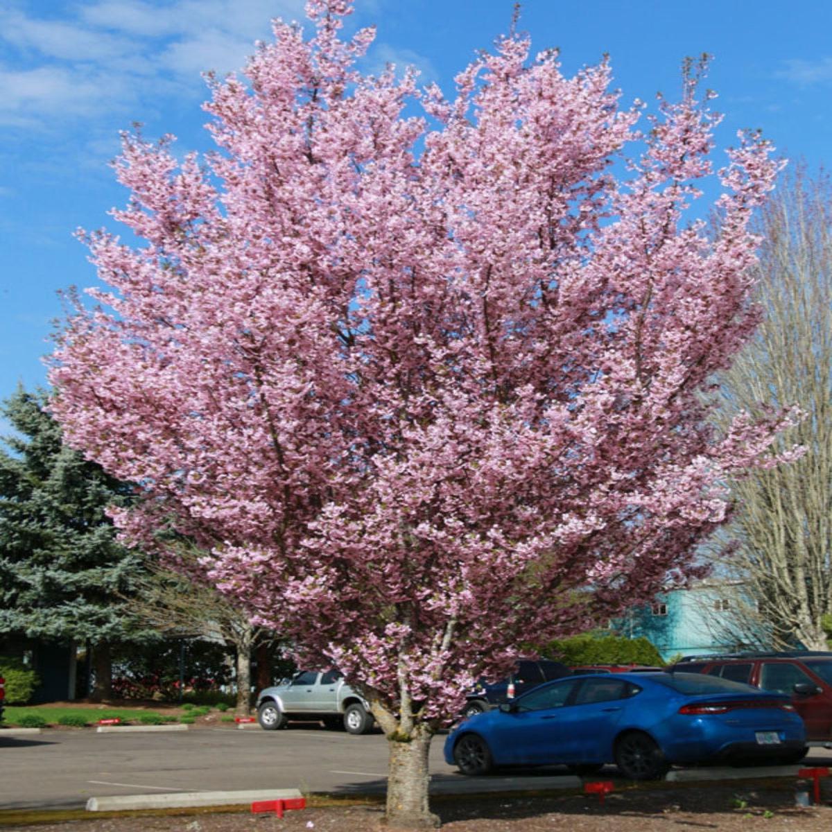 Prunus 'First Blush' | Flowering Cherry 7G