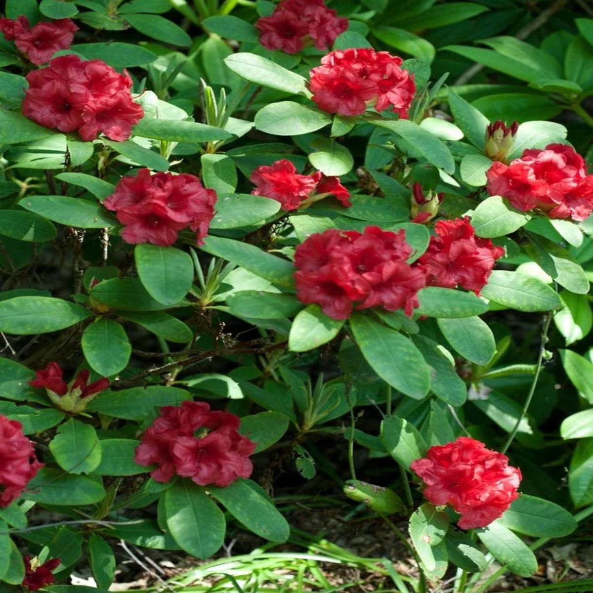 Rhododendron 'Dopey' 2G