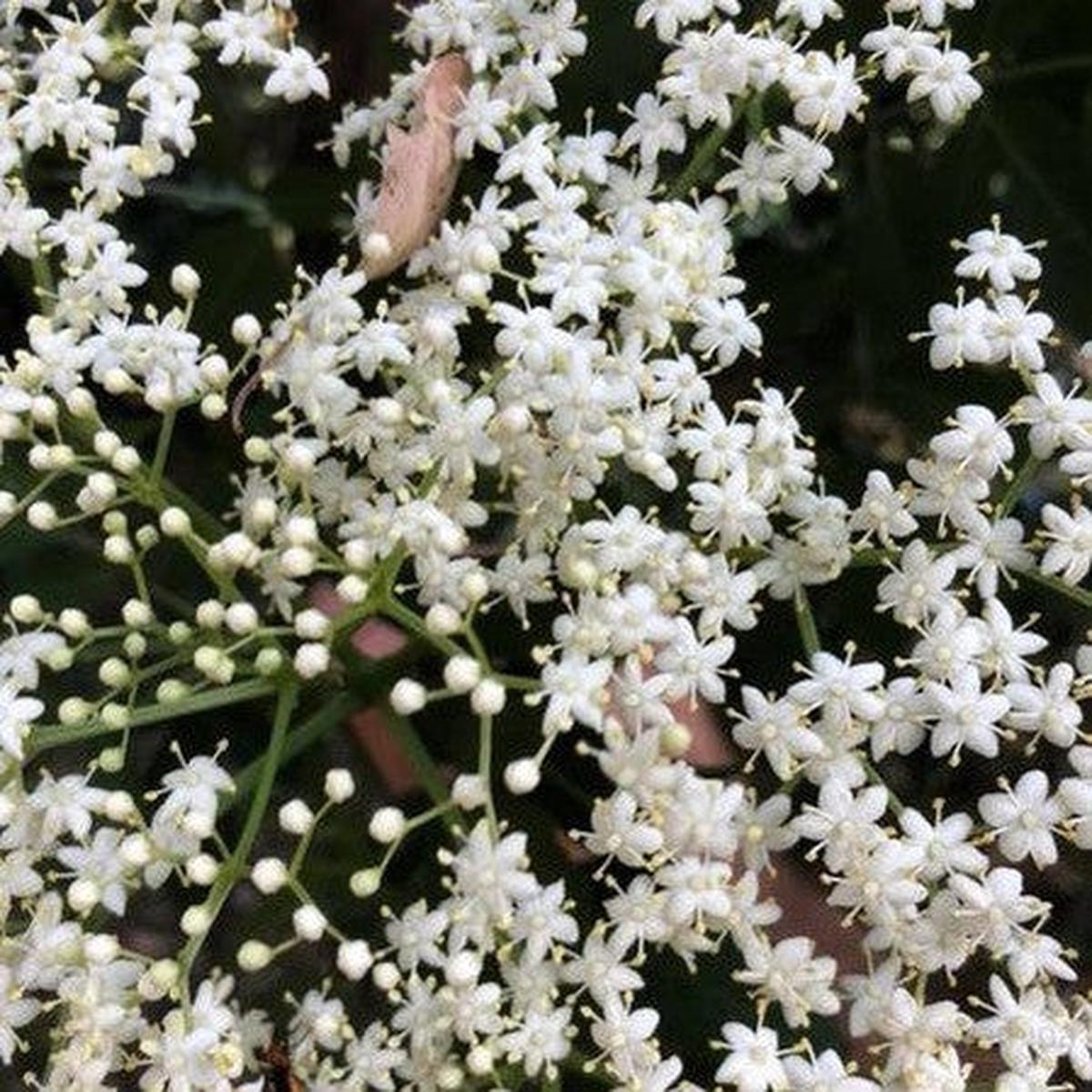 Sambucus nigra