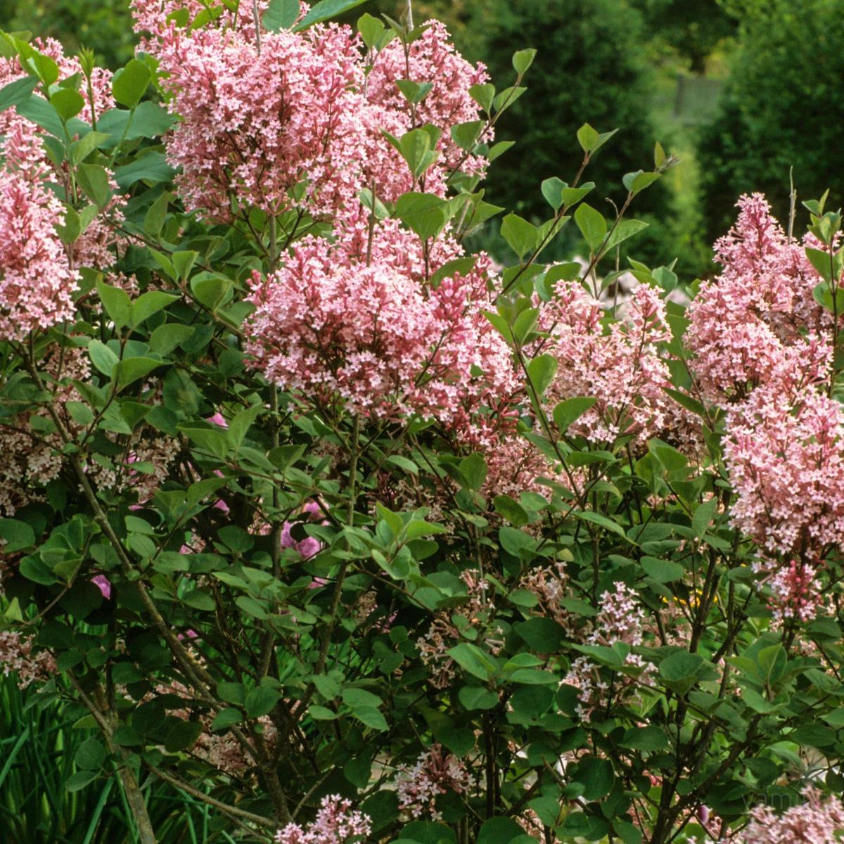 Syringa x Bailbelle