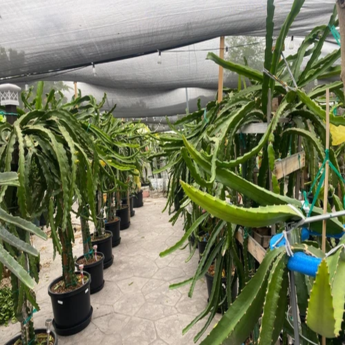 ULTRA RARE DRAGON FRUIT CUTTINGS - MULTIPLE VARIETIES - 8" - 12: SIZE