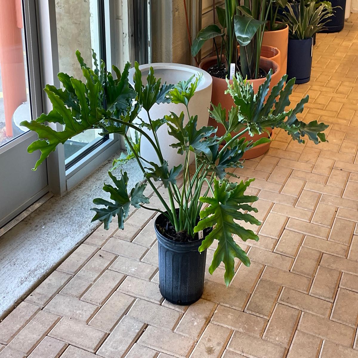 10" Philodendron Lickety Split