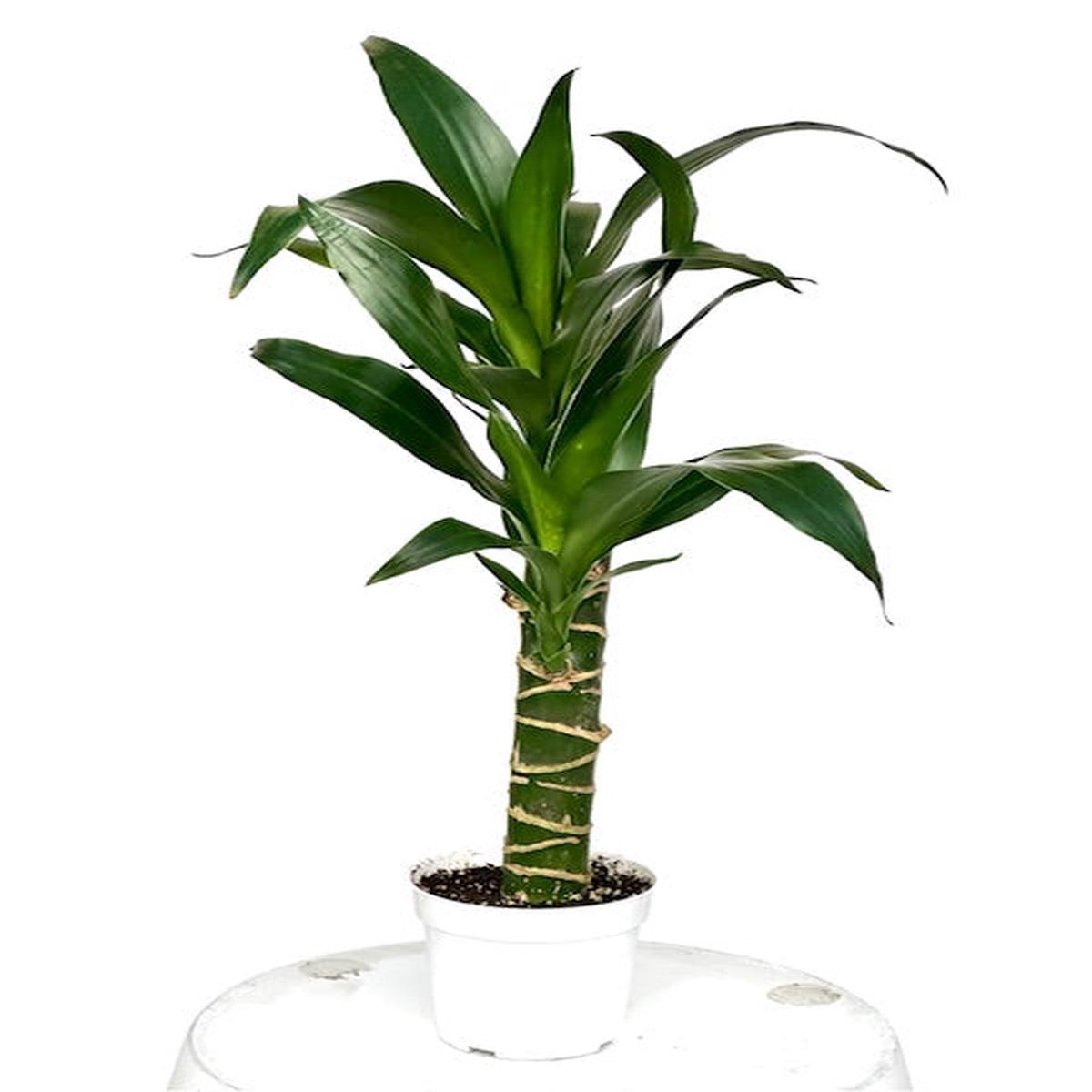 4" Dracaena Black Beauty, Cane