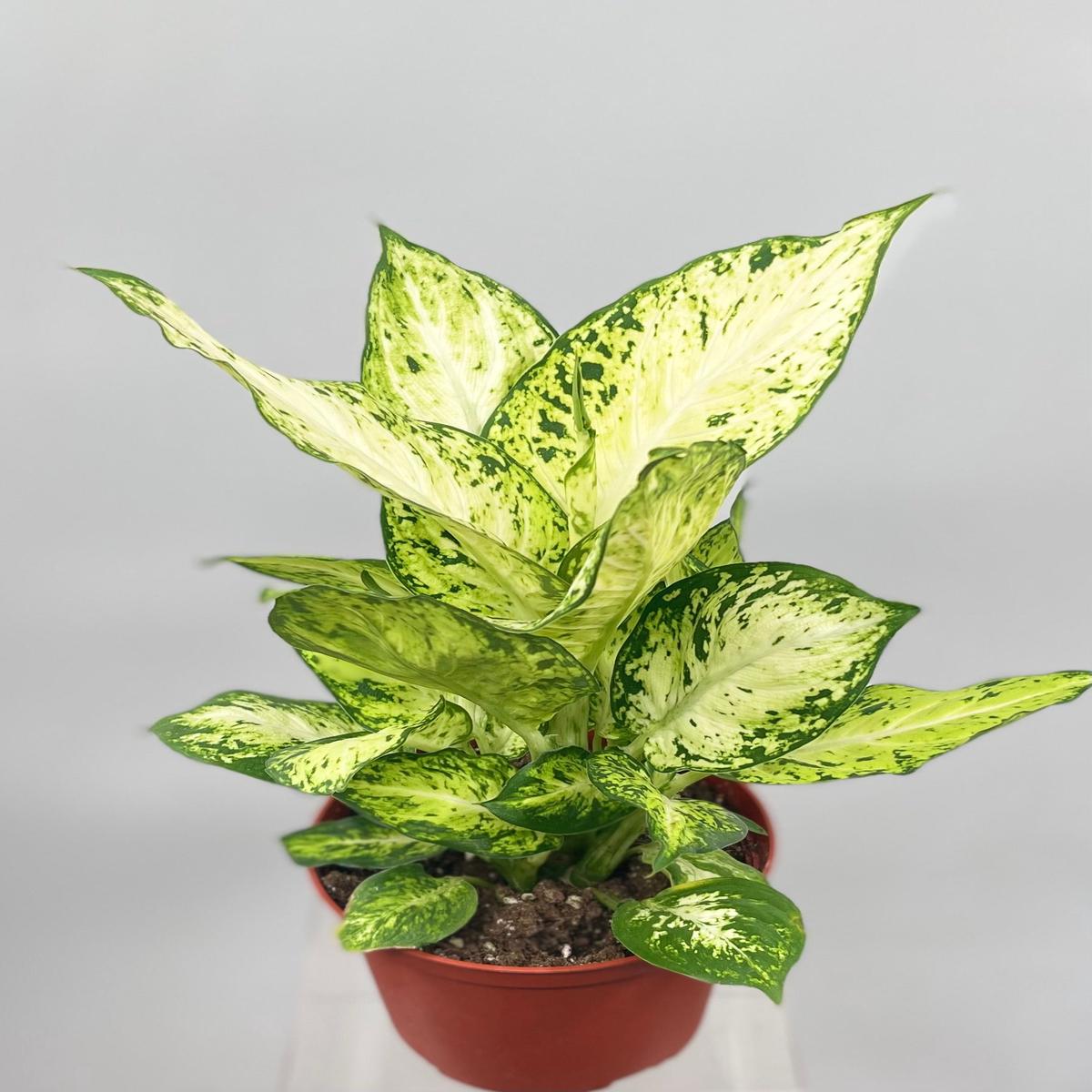 6" Dieffenbachia, Amy