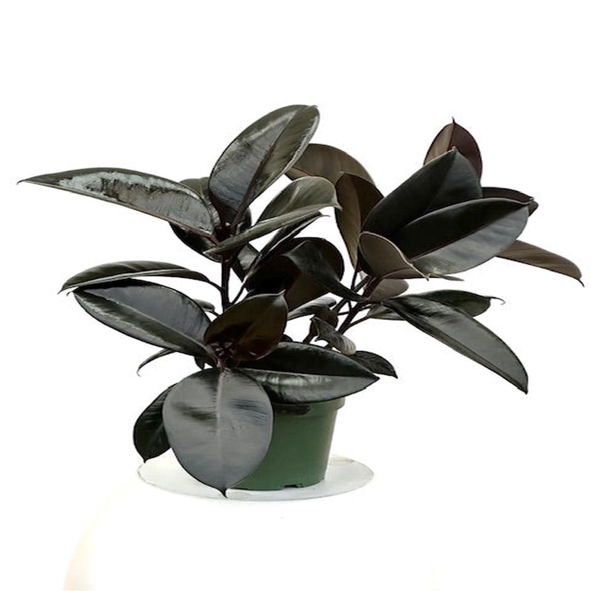 6" Ficus Decora Burgundy, Multi