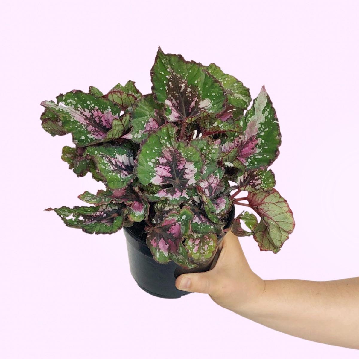 Begonia - Alaska Creek