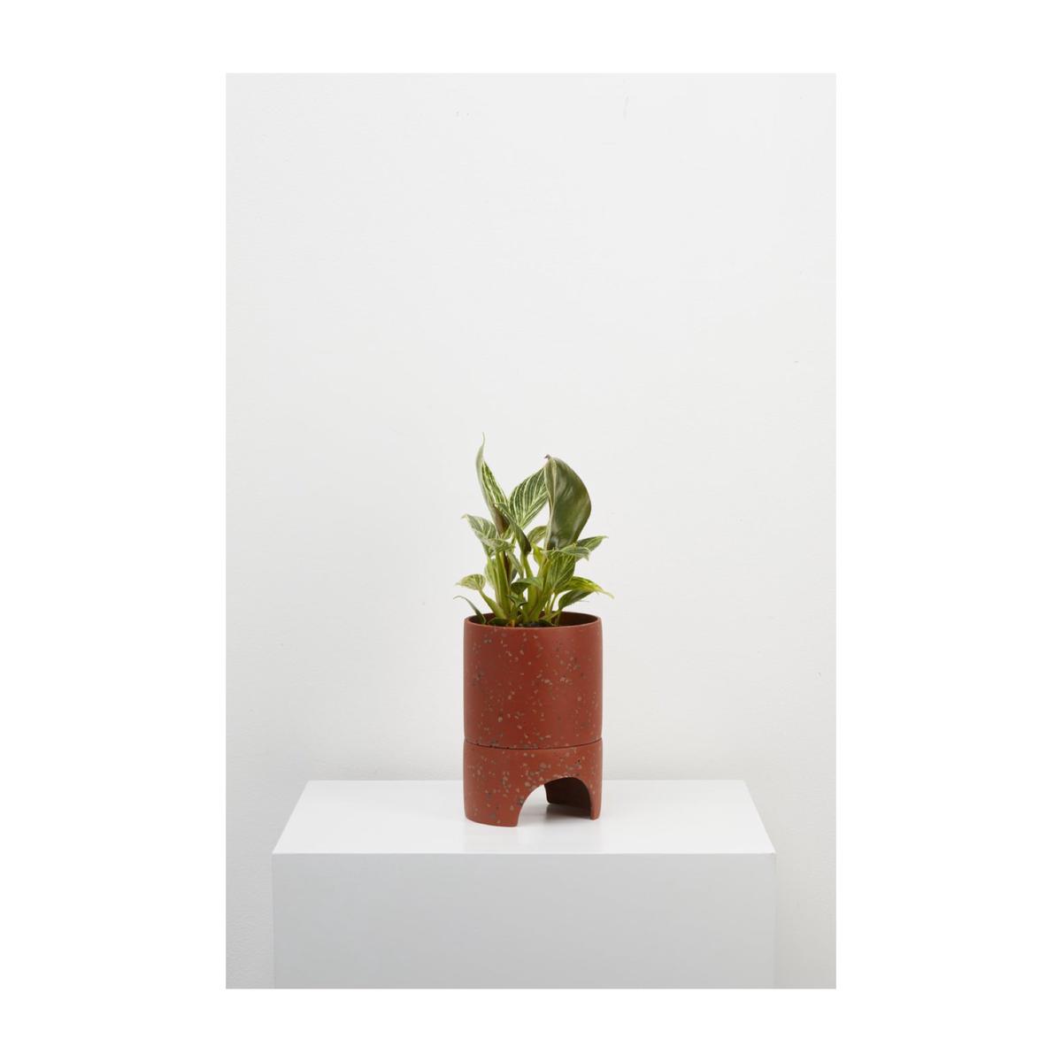 Capra Designs Archie Pot - Terracotta Terrazzo