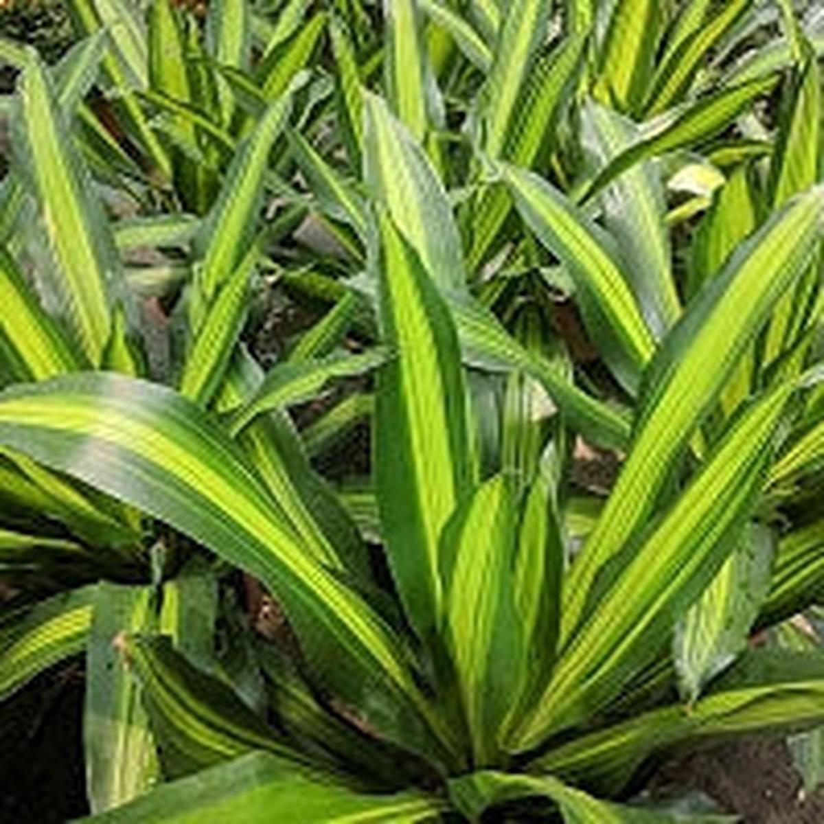 Dracaena Rikki