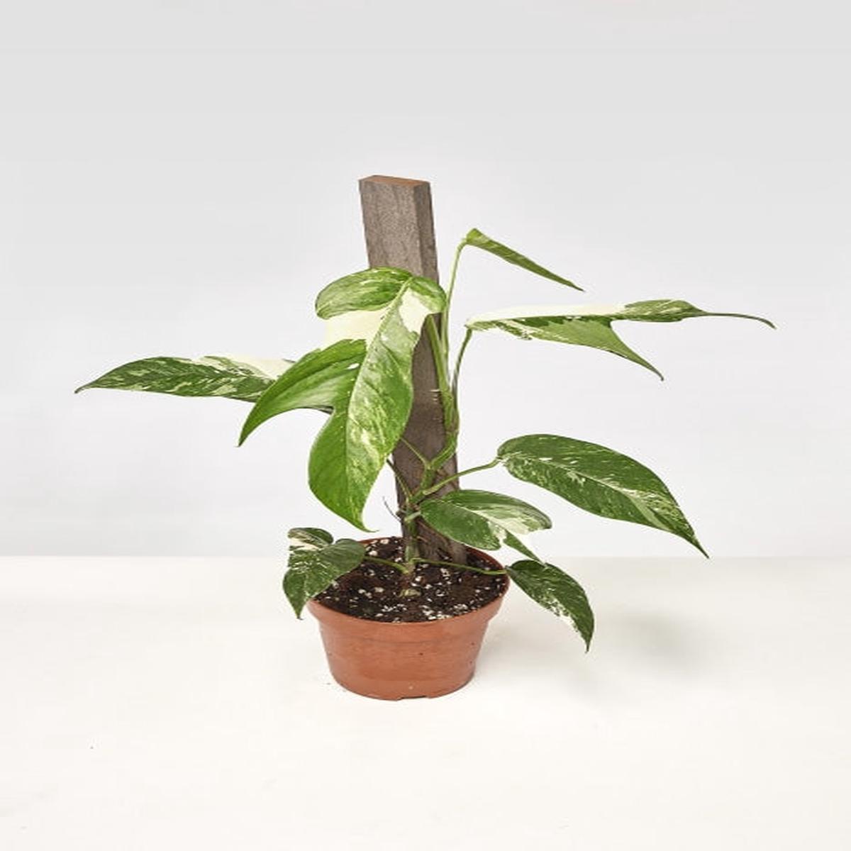 Epipremnum Pinnatum Variegata Albo (2 leaves Cutting)