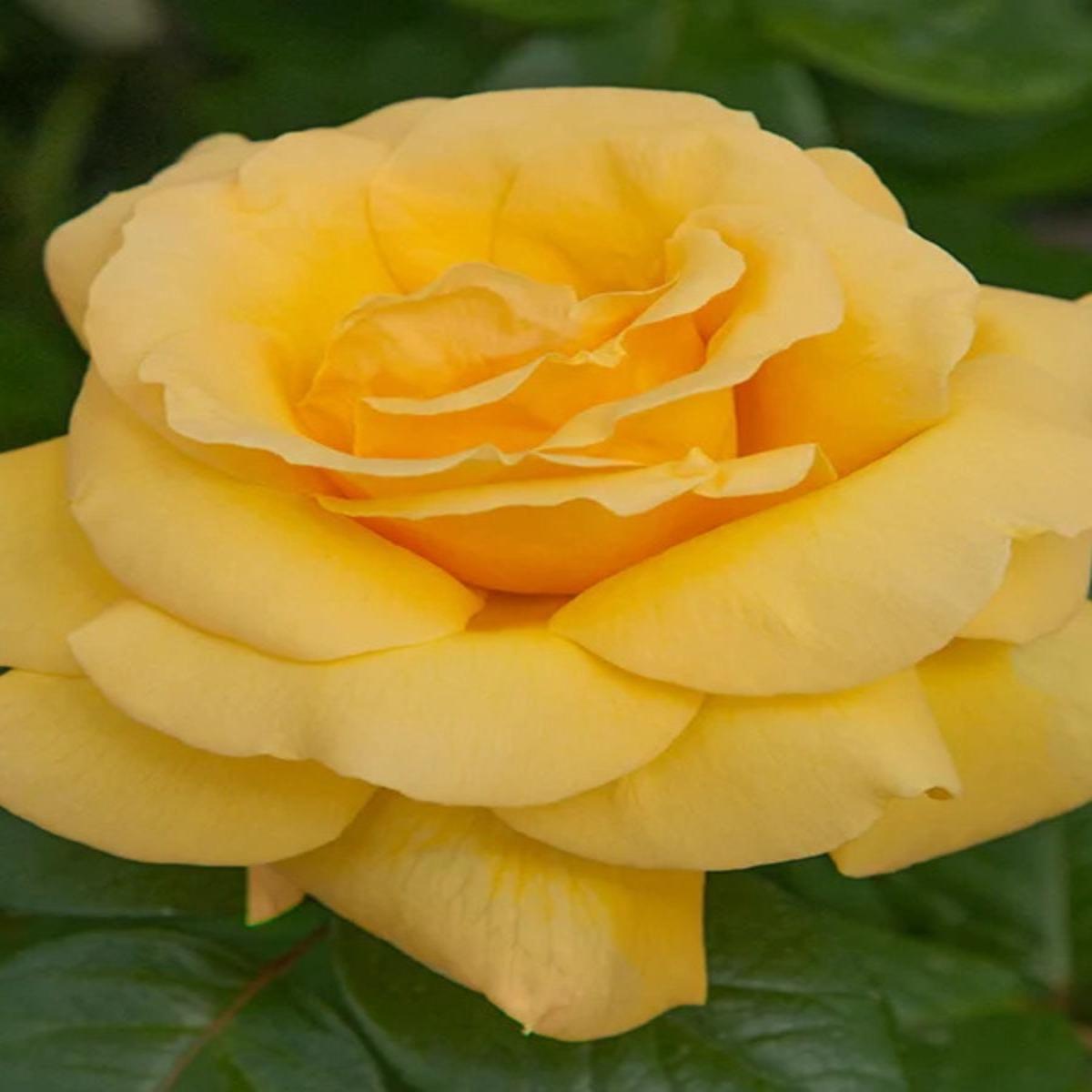 Hybrid Tea | Michelangelo
