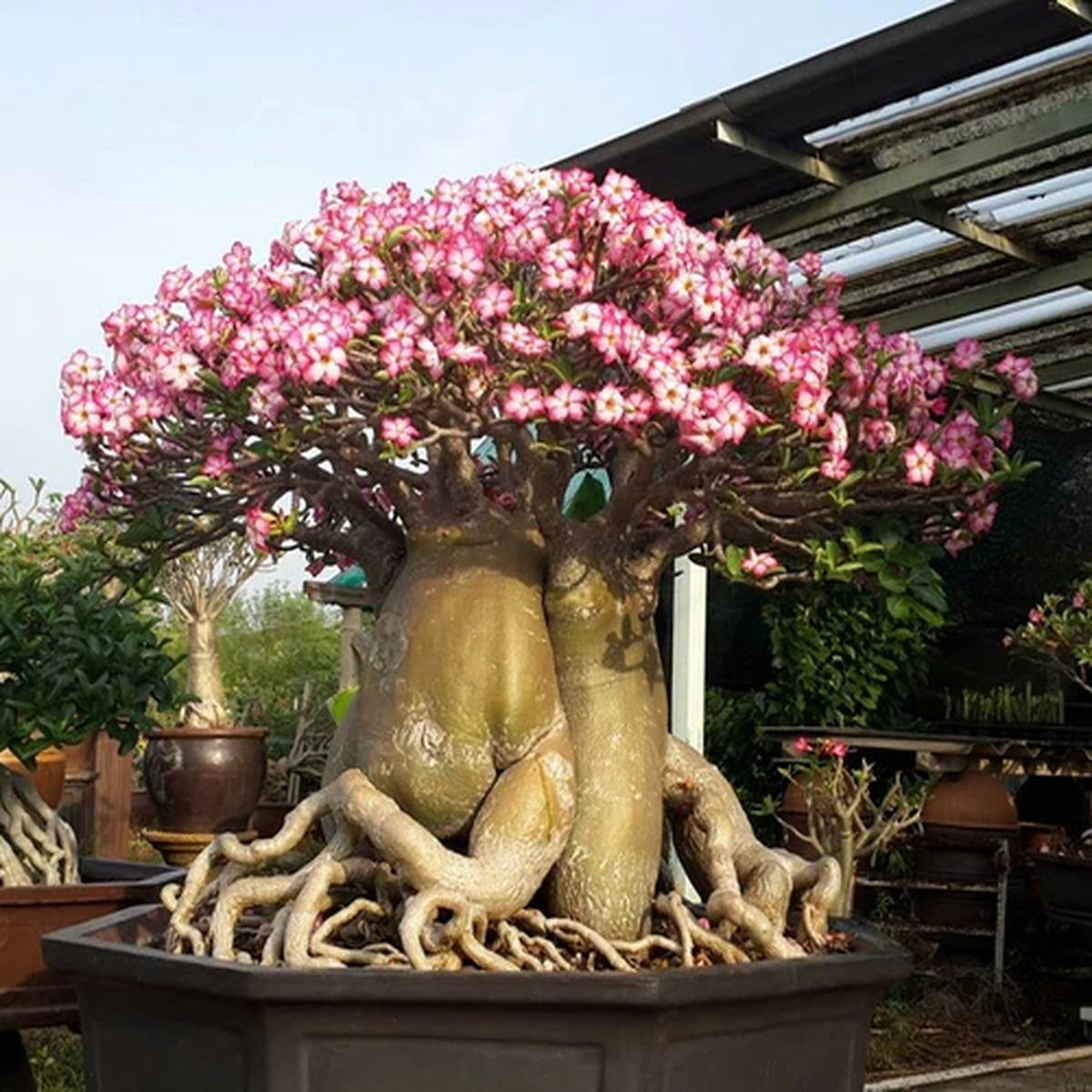1 PLANT DESERT ROSE  IMPALA LILY PINK BIGNONIA MOCK AZALEA ADENIUM OBESUM TREE