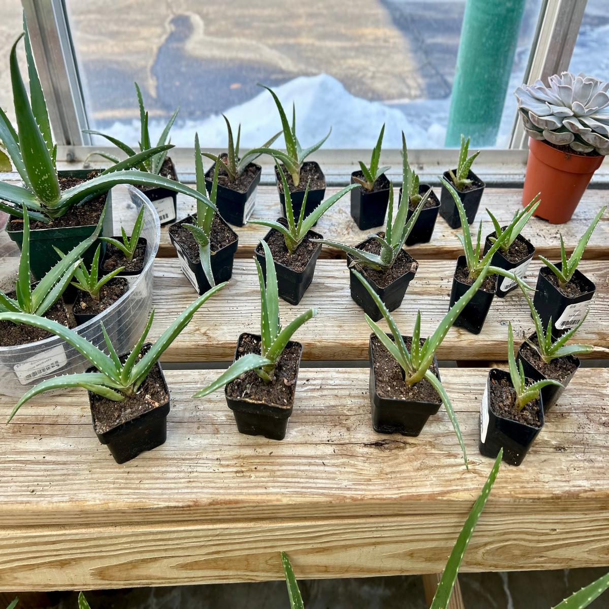 3" Aloe Equator