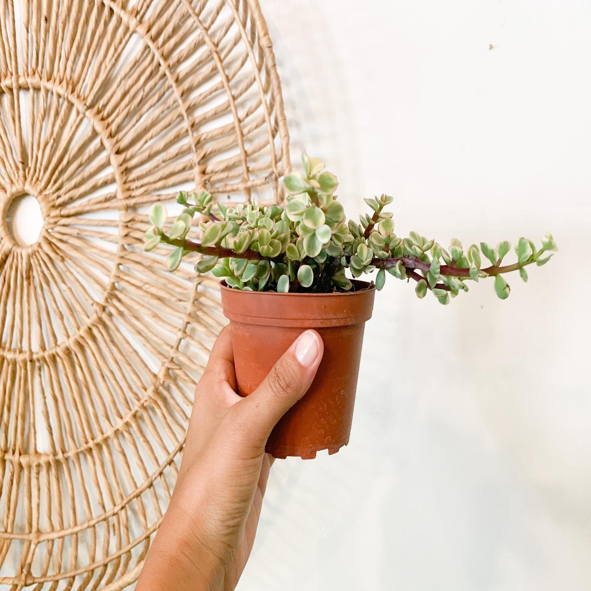 4 Variegated Elephant Bush