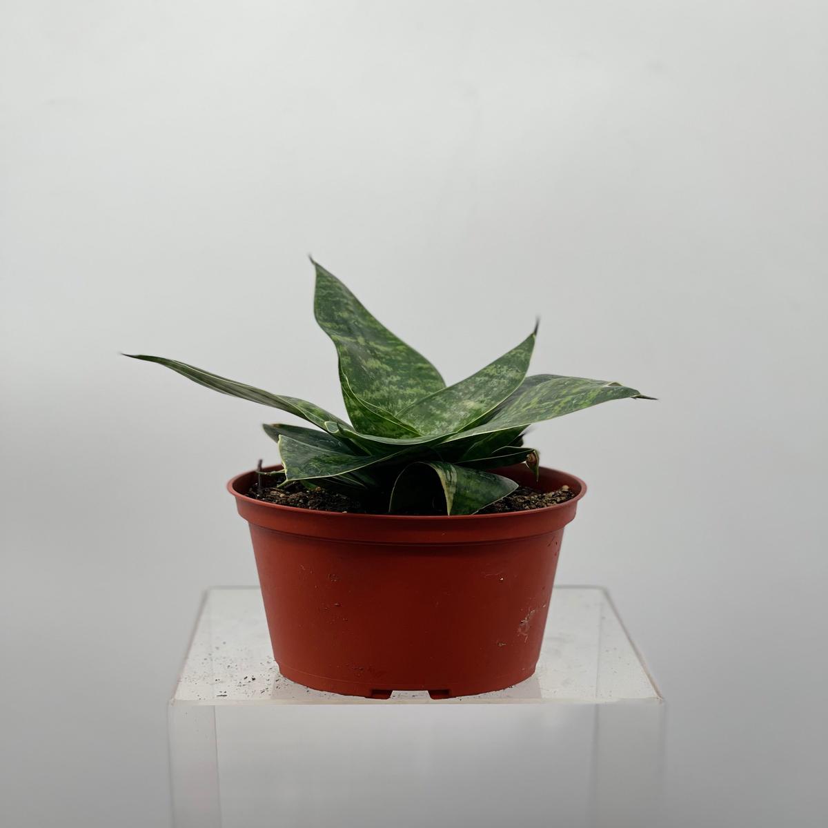 6" Sansevieria Misty Star